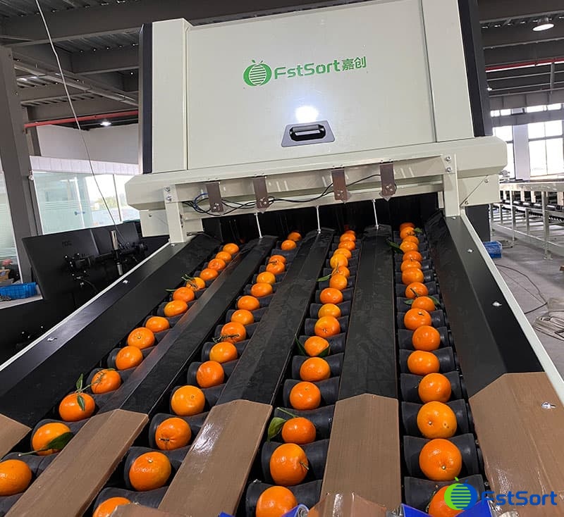 images/1692003175686citrus processing line.jpg